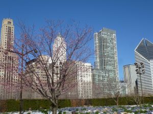 Chicago: palazzi del Loop visti dal Millennium Park