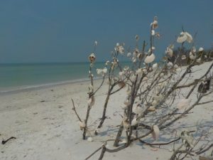 Florida a misura di bambino: Tigertail's Beach-Marco Island